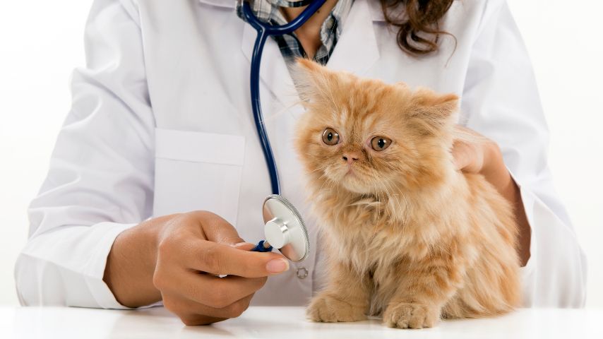 Lekarz weterynarii badający stetoskopem małego kotka.